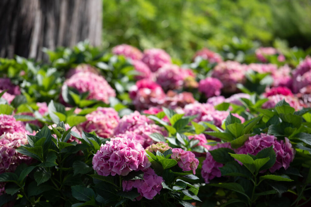 A blurry, close-up shot of several hanging baskets full of vibrant red and pink geraniums. The overall image has a muted, hazy quality.
