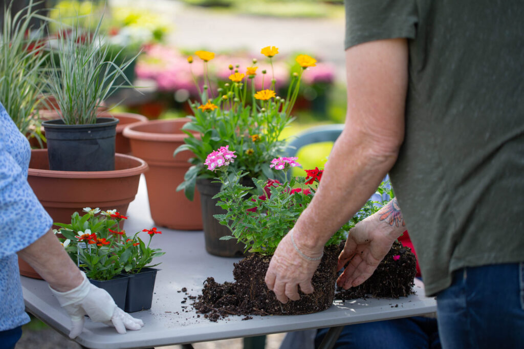 A pair of hands with a floral tattoo carefully lifts a small plant with a large root ball out of a plastic pot, preparing to replant it. Another person wearing white gloves tends to other plants nearby on a table. Various terracotta pots and colorful flowers are in the background.