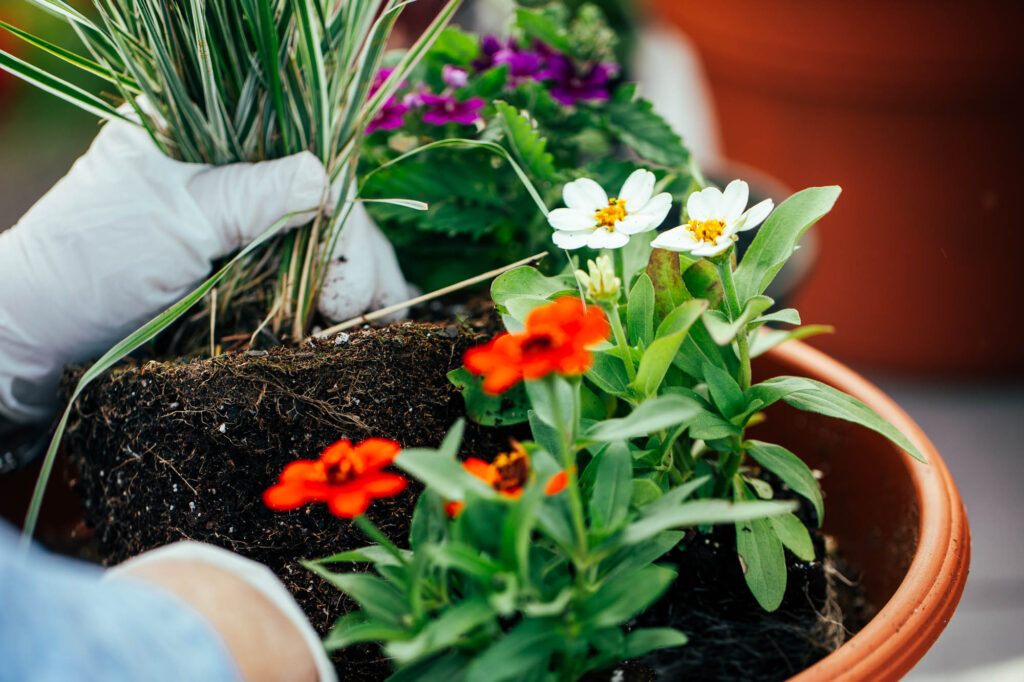 A pair of gloved hands carefully places a small plant with a white-striped grass-like foliage into a large terracotta pot alongside other colorful flowers, including white and orange zinnias. The soil and roots of the plants are visible.
