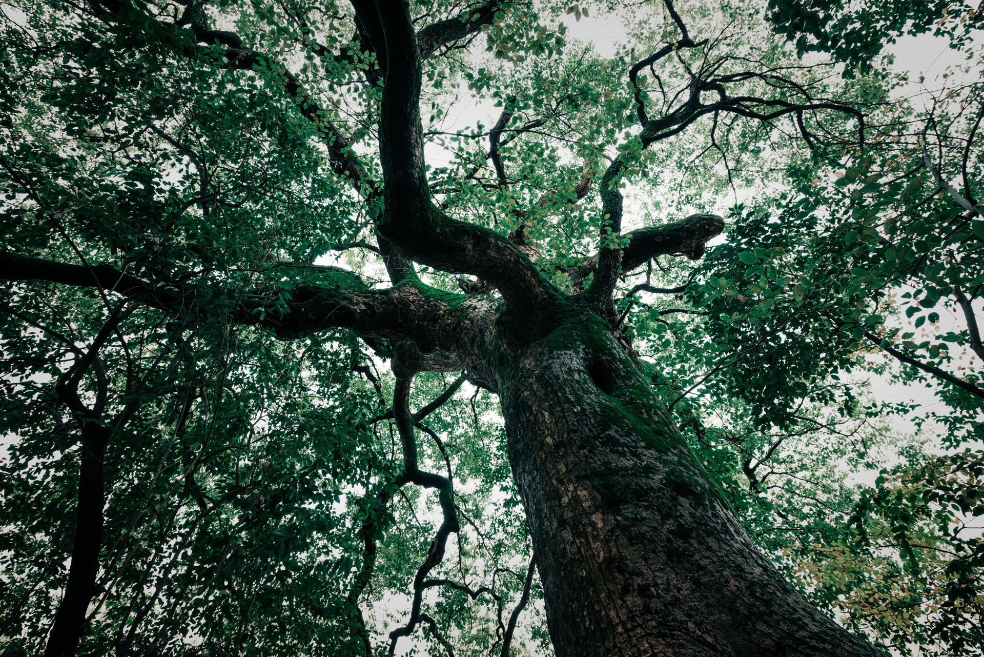 Plant a Tree Successfully, Everytime…